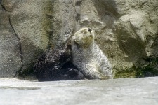 Sea otter.