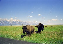 Bisons.