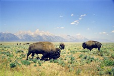 Bison and Grand Teton.