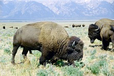Bison.