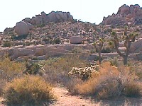 Joshua Tree NM
