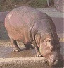 Hippo