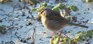 Asilomar sparrow